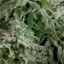Семена конопли Auto Northern Lights CBD oт Pyramid Seeds